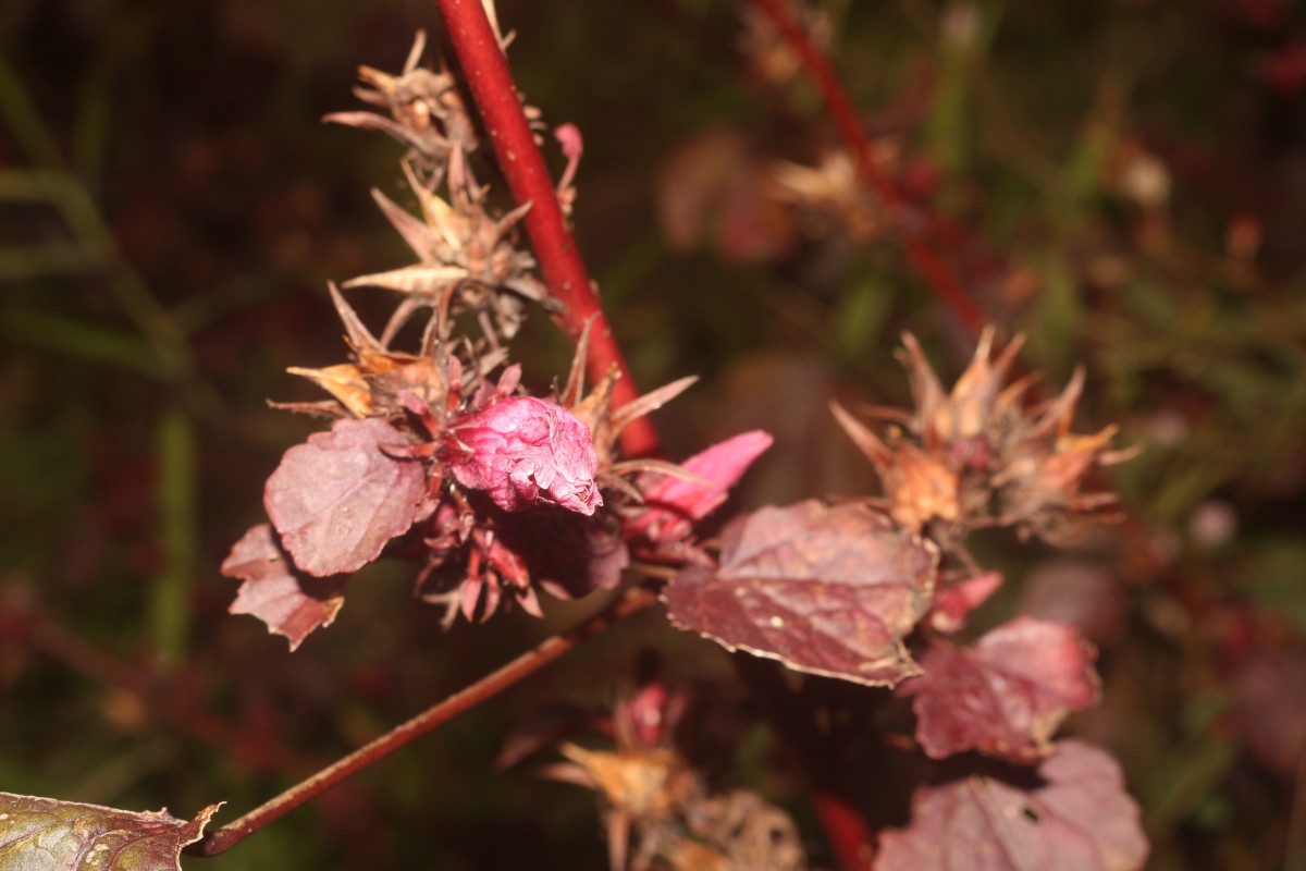 Hibiscus acetosella Welw. ex Hiern